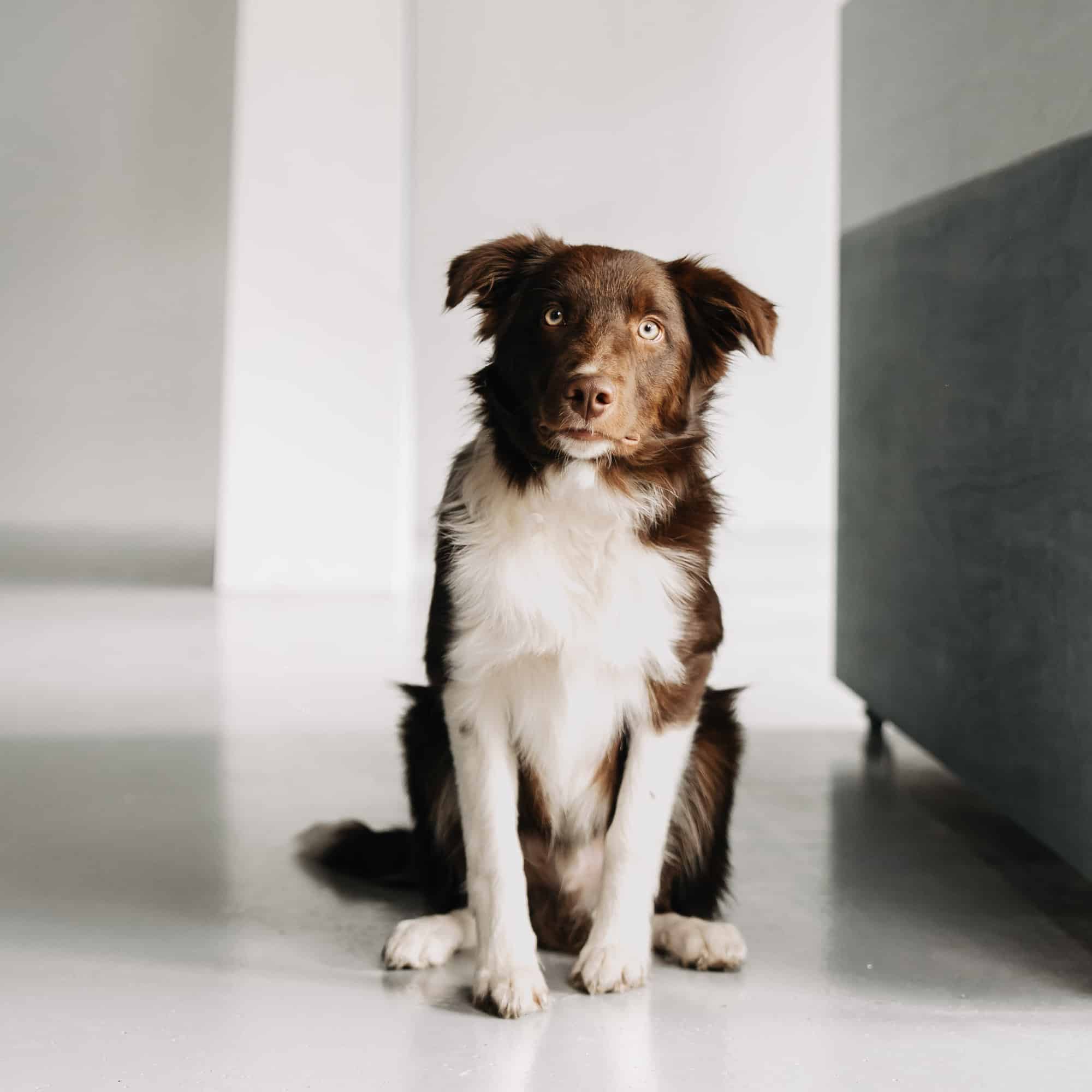 Oby portret